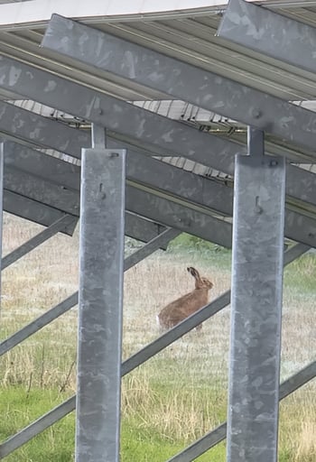 benefits of solar PV for wildlife-rabbit