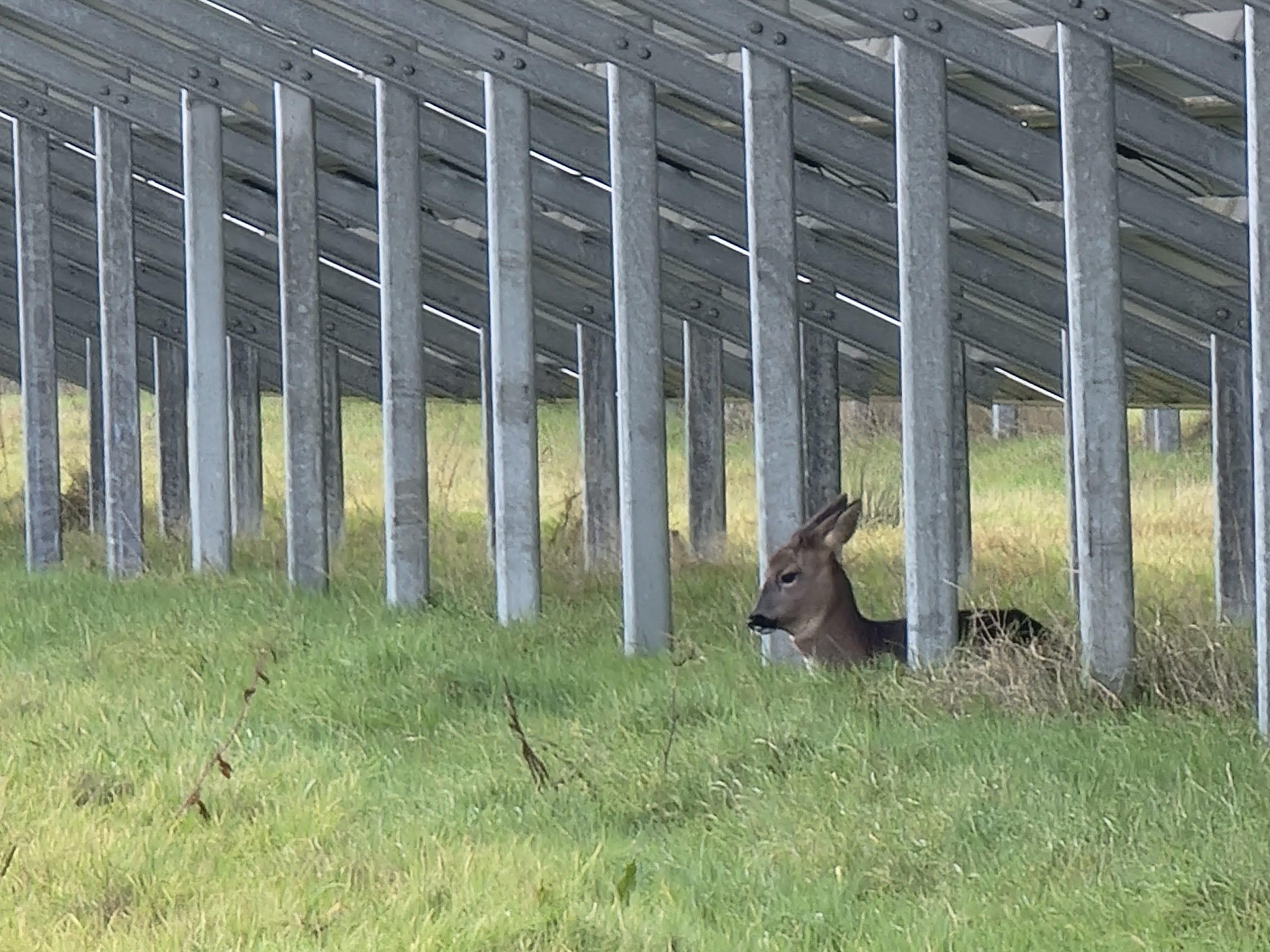 benefits of solar PV for wildlife-baby deer