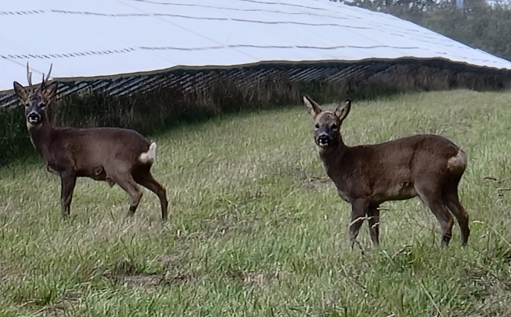 benefits of solar PV for wildlife-deer